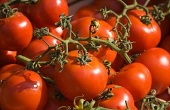 تاثیر شگفت انگیز رب گوجه فرنگی برسرطان