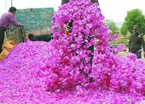 جلوگیری از سفید شدن مو با گلاب