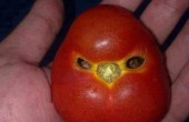 و حالا گوجه خشمگین / عکس