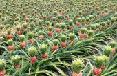 عکس دیدنی از درخت آناناس