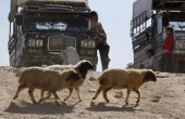 گوسفندهای قربانی شده در حج چه می شوند؟!
