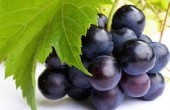 معجزه ای برای سرطان پوست