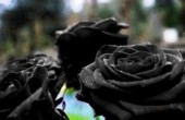 عجیب ترین گل رز دنیا