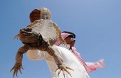 سوسمار خوری چندش آور عربها / عکس