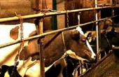 انفجار یک طویله بر اثر باد شکم گاوها !