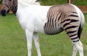 جالب ترین حیوانات دورگه