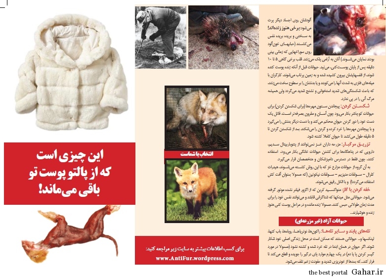 تصاویر دردناک از شکنجه حیوانات +18