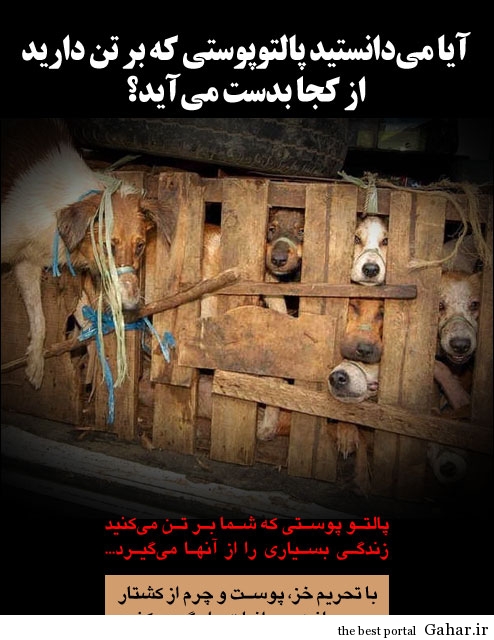تصاویر دردناک از شکنجه حیوانات +18