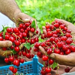 عکسهای زیبا از برداشت گیلاس