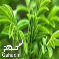 خواص شیرین بیان برای درمان لک های پوستی