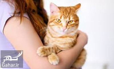 همه چیز در مورد بیماری گربه