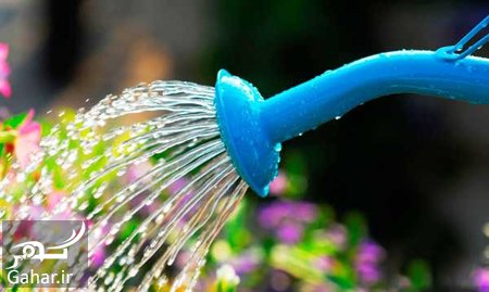 روش های ساده و مهمی برای نگهداری از باغچه