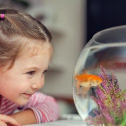 نکات و راهنمای نگهداری از حیوانات خانگی در آپارتمان