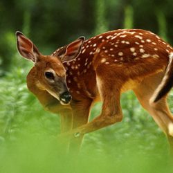 غزل زیبای الا ای آهوی وحشی از حافظ