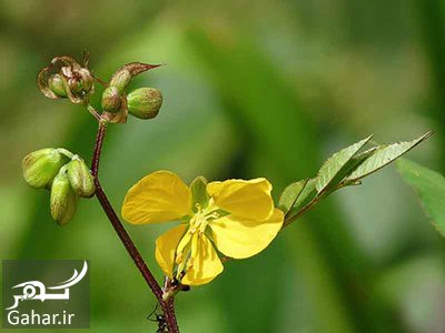 لاغری و کاهش وزن با برگ سنا + خواص