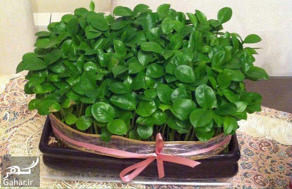 طرز کاشت هسته پرتقال برای سبزه عید