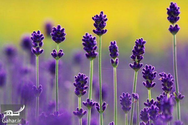 خواص اسطوخدوس ؛ از آرام بخشی تا درمان بیماریها