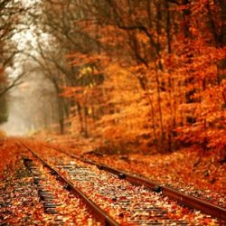 گلچینی از زیباترین اشعار پاییزی