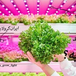 چراغ رشد گیاه برای گیاه دوستانی که منازل کم نور دارند!