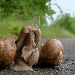 دانستنی هایی در مورد جفت گیری و تولید مثل حیوانات