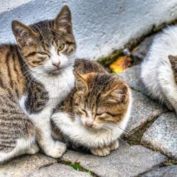گربه های خیابانی یا گربه های ولگرد از چه نژادی هستند؟
