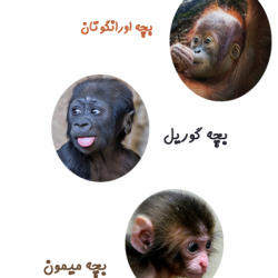 میمون و شامپانزه و گوریل چه تفاوت هایی با هم دارند؟