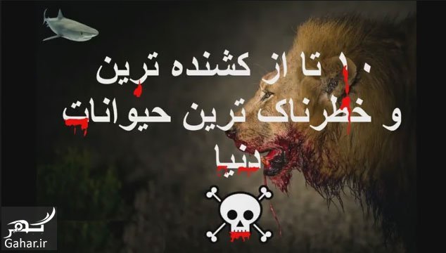 آشنایی با حیوانات درنده و کشنده جهان