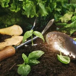 آموزش کاشت سبزی در خانه به روش ساده / نحوه کاشت انواع سبزی