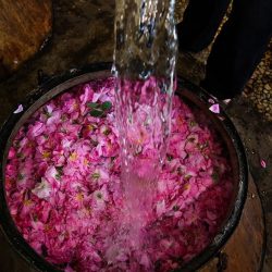 زمان گلاب گیری کاشان ۹۸