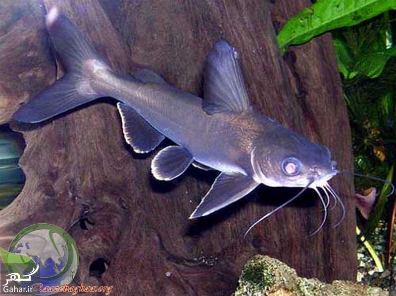 سبک زندگی گربه ماهی کوسه ای
