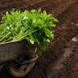 روش کاشت گوجه فرنگی در زمین ، چطور نشا گوجه بکاریم؟
