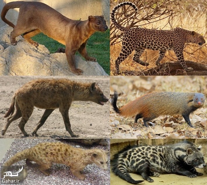 انواع گربه سانان و سبک زندگی آن ها
