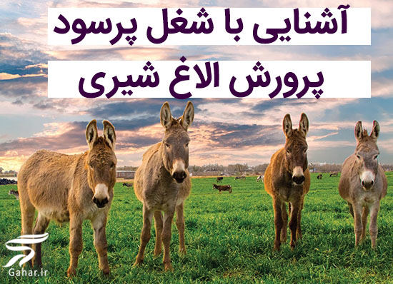 پرورش الاغ شیری شغل پرسود این روزها!