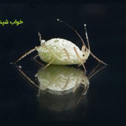 تعبیر خواب شپش در مو