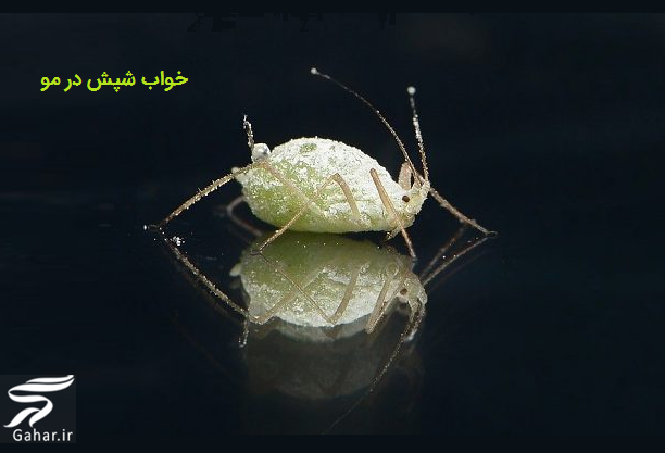 تعبیر خواب شپش در مو