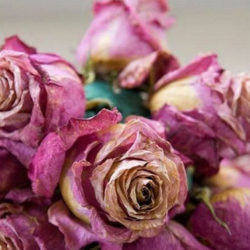 روش هایی برای خشک کردن گل طبیعی