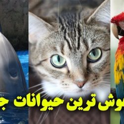 آشنایی با باهوش ترین حیوانات جهان