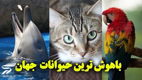 آشنایی با باهوش ترین حیوانات جهان