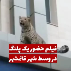 فیلم حضور یک پلنگ در قائمشهر که وسط شهر آمد!!