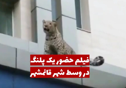 فیلم حضور یک پلنگ در قائمشهر که وسط شهر آمد!!