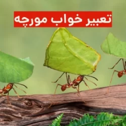 تعبیر خواب مورچه در خانه