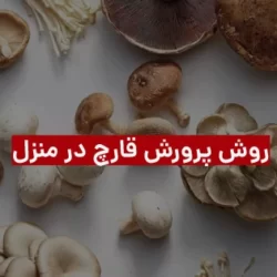 ساده ترین روش تولید قارچ در منزل + فیلم