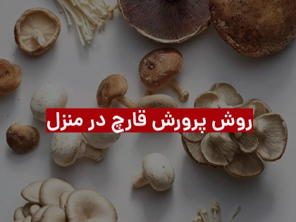 نحوه پرورش قارچ در منزل