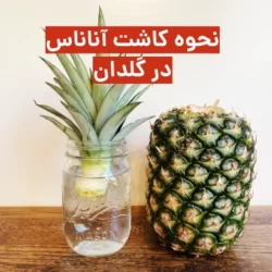 روش کاشت آناناس در گلدان + فیلم و عکس