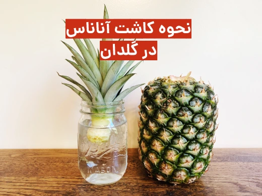آموزش مرحله به مرحله کاشتن آناناس در گلدان