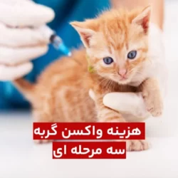 هزینه واکسن گربه 3 مرحله ای چقدر است؟