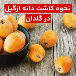 روش کاشت دانه ازگیل در گلدان و منزل