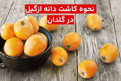 روش کاشت دانه ازگیل در گلدان و منزل