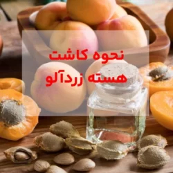 نحوه کاشت هسته زردآلو