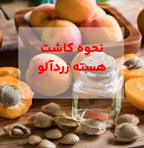 نحوه کاشت هسته زردآلو